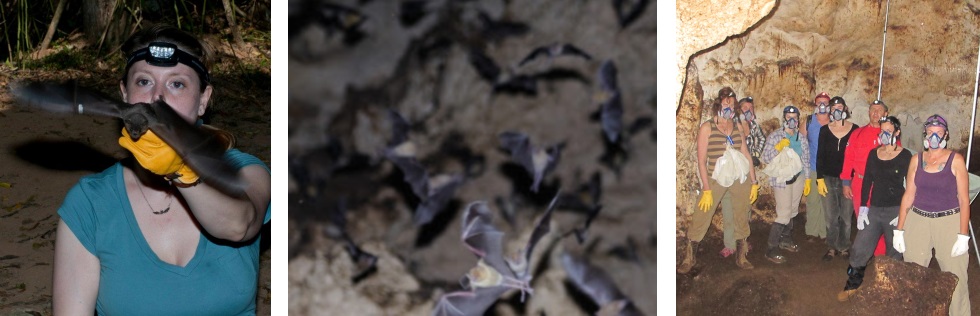 citizen science and bat conservation